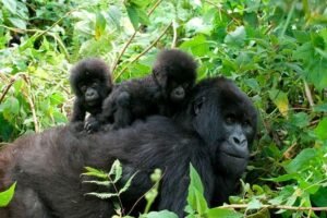  9 Days Luxury Namibia and Gorilla Trekking Safari