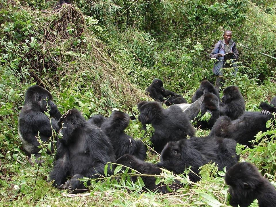 5 Days Double Gorilla Trekking Safari