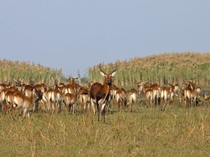 Bangweulu Wetlands