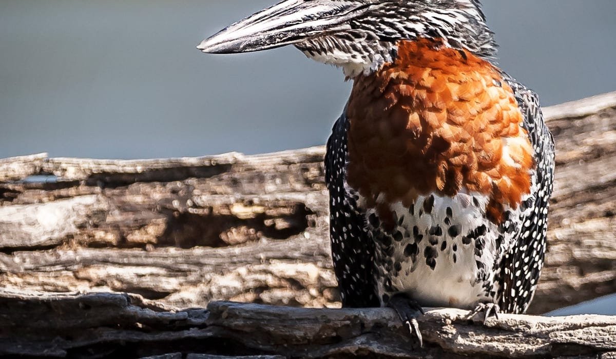 Birdwatching in Namibia