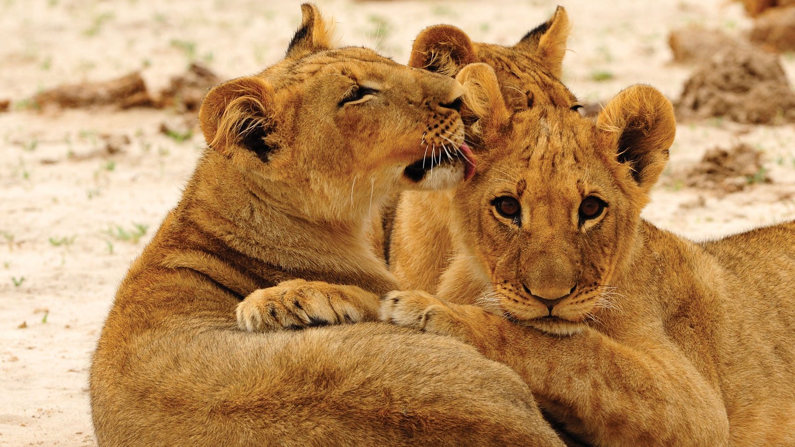 Kgalagadi Transfrontier Park