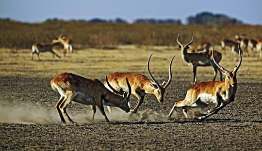 Lochinvar National Park