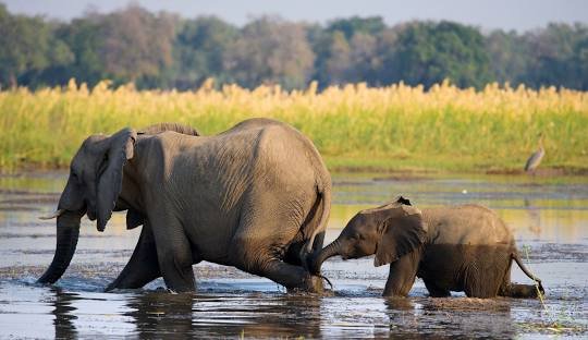 Lower Zambezi National Park