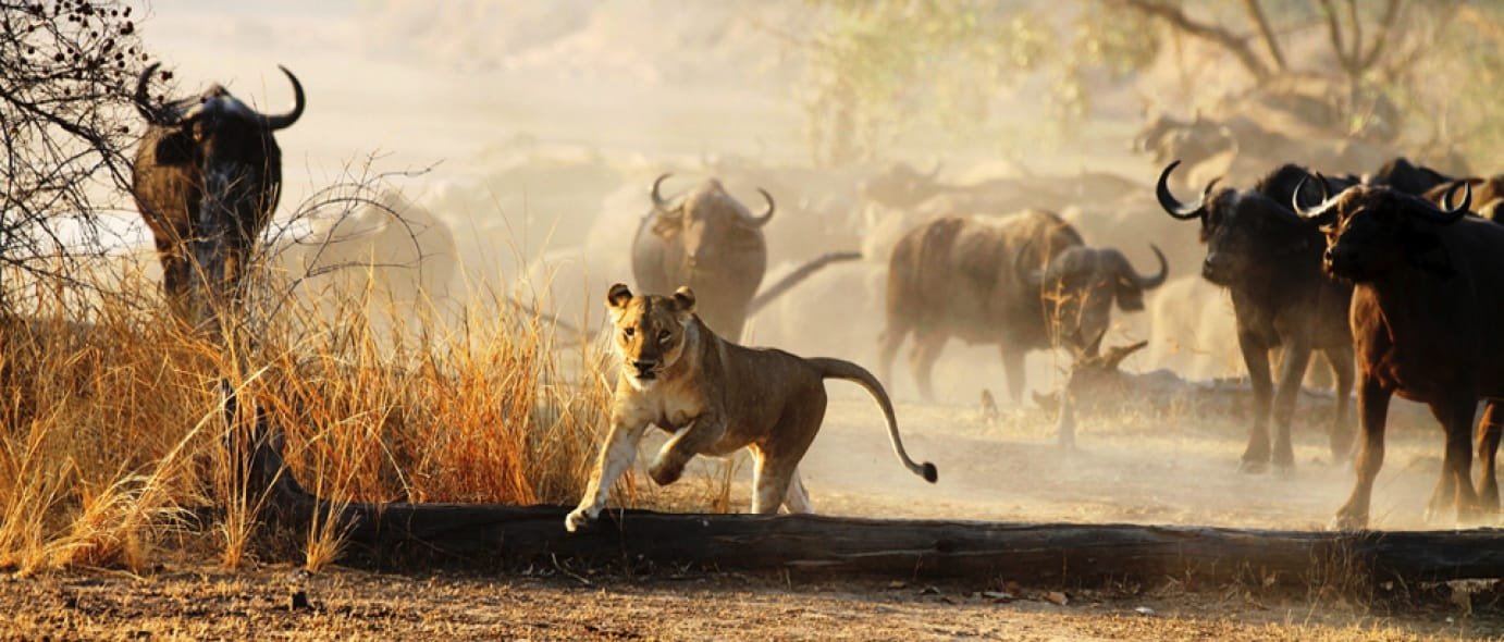 South Luangwa National Park