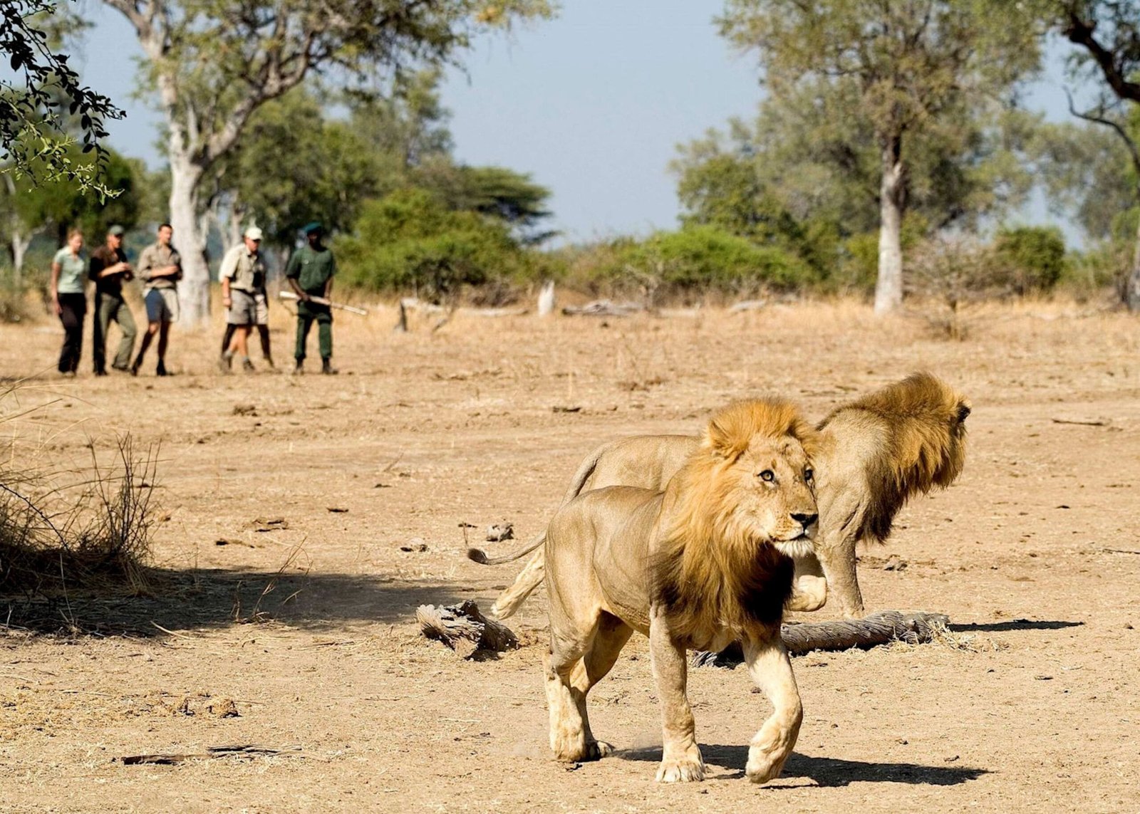 North Luangwa National Park