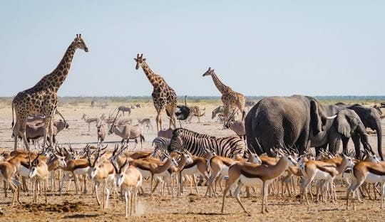 Etosha National Park